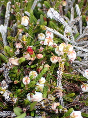 Exobasidium cassiopes