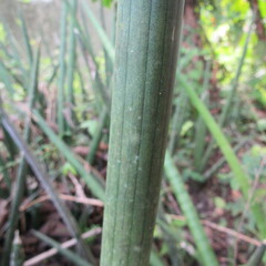 Sansevieria cylindrica