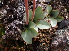 Micranthes occidentalis