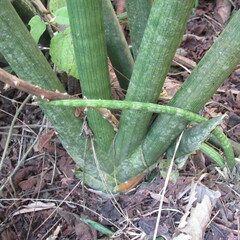 Sansevieria cylindrica