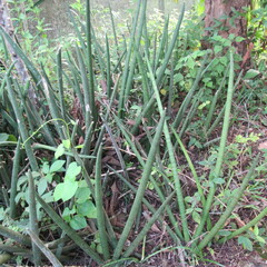 Sansevieria cylindrica