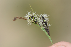 Carex spectabilis