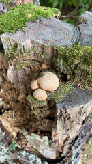 Scleroderma citrinum