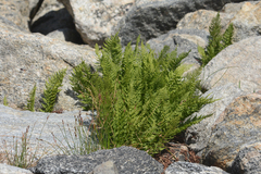 Athyrium americanum