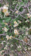 Malacomeles denticulata