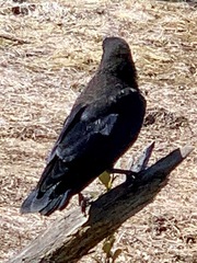 Corvus mellori