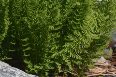 Athyrium americanum