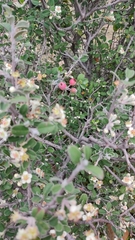 Malacomeles denticulata