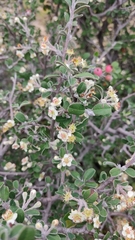 Malacomeles denticulata