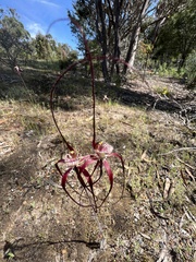 Caladenia chapmanii