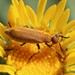 Rust-colored Beetle - Photo (c) Alex Harman, some rights reserved (CC BY-NC), uploaded by Alex Harman