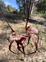 Caladenia chapmanii