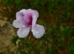Pelargonium betulinum