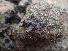 Umbilicaria cylindrica