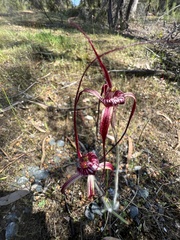 Caladenia chapmanii