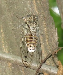 Cicada