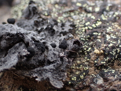 Umbilicaria cylindrica
