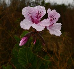 Pelargonium betulinum