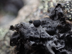 Umbilicaria cylindrica