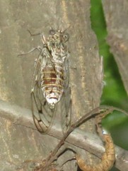 Cicada