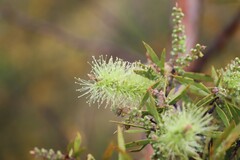Melaleuca nervosa
