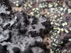 Umbilicaria cylindrica