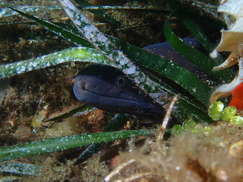 Mediterranean moray
