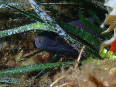 Mediterranean moray