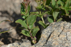 Penstemon ellipticus
