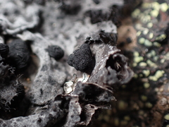 Umbilicaria cylindrica