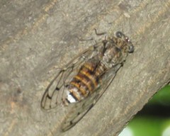Cicada