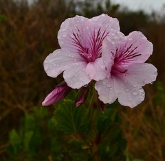 Pelargonium betulinum