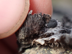Umbilicaria cylindrica