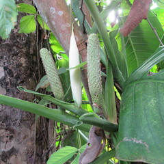 Monstera