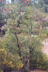 Melaleuca nervosa