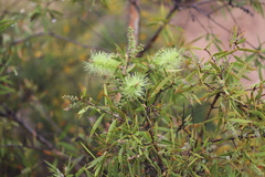 Melaleuca nervosa