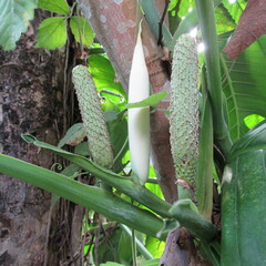 Monstera