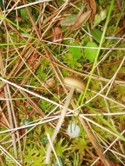 Galerina paludosa
