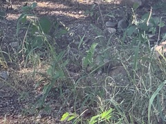 Ctenosaura macrolopha