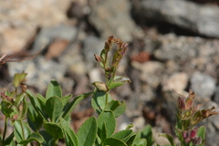 Penstemon ellipticus