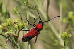 Crossidius coralinus