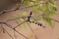 Melaleuca nervosa