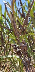 Hakea francisiana