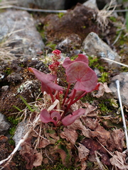 Oxyria digyna