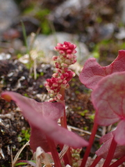 Oxyria digyna