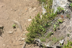 Phyllodoce glanduliflora