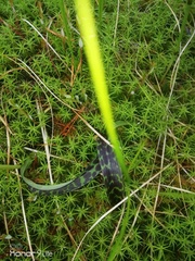 Dactylorhiza maculata