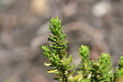 Phyllodoce glanduliflora