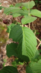 Rubus adenotrichos