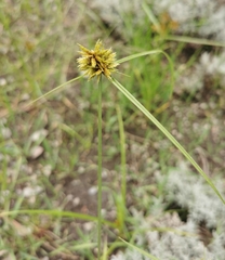 Cyperus manimae